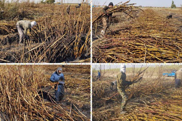 هزاران کارگر دایمی و فصلی ماه‌هاست که بدون دستمزد در مزرعه نیشکر زیر آفتاب سوزان عرق می‌ریزند.