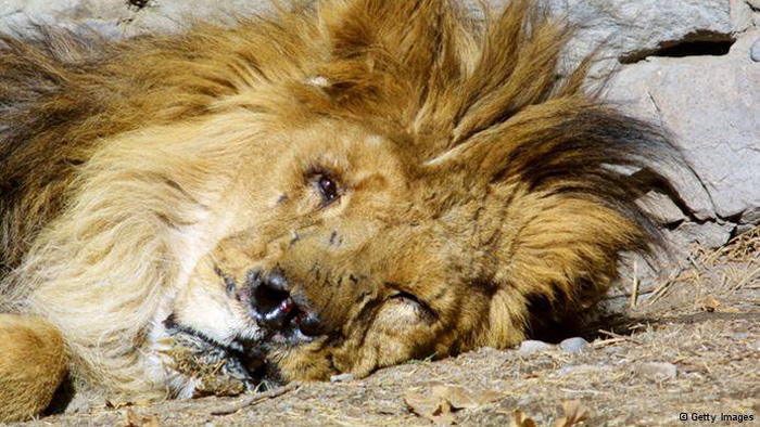 Remembering Marjan, A Tormented Lion Alike the People of This Homeland Remembering Marjan, A Tormented Lion Alike the People of This Homeland