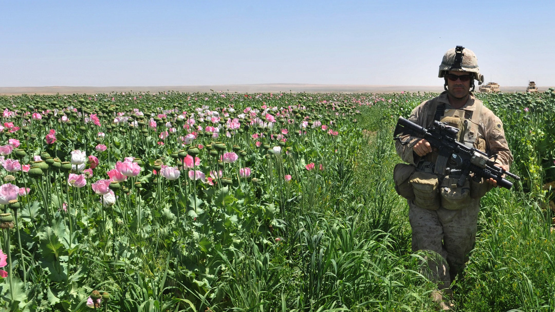 گزمه سرباز امریکایی در مزرعه کوکنار افغانستان